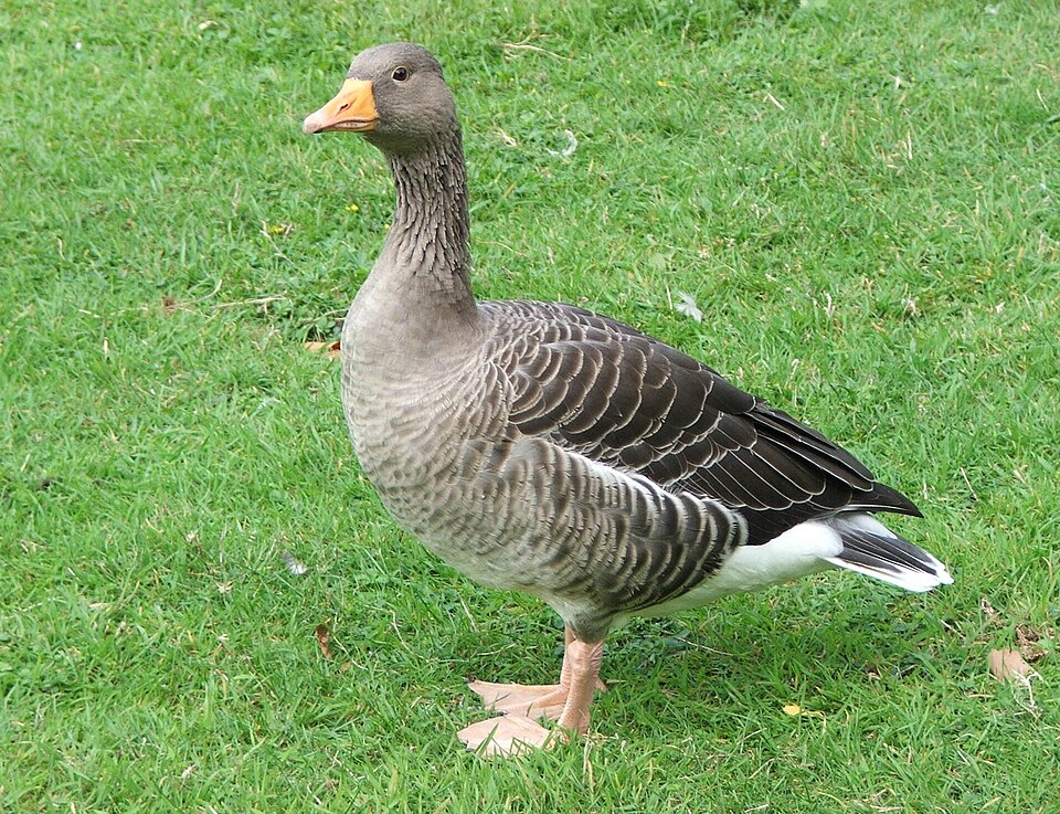 An Evening With Goose