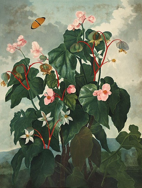 Begonia - The Fantasy Life Tour
